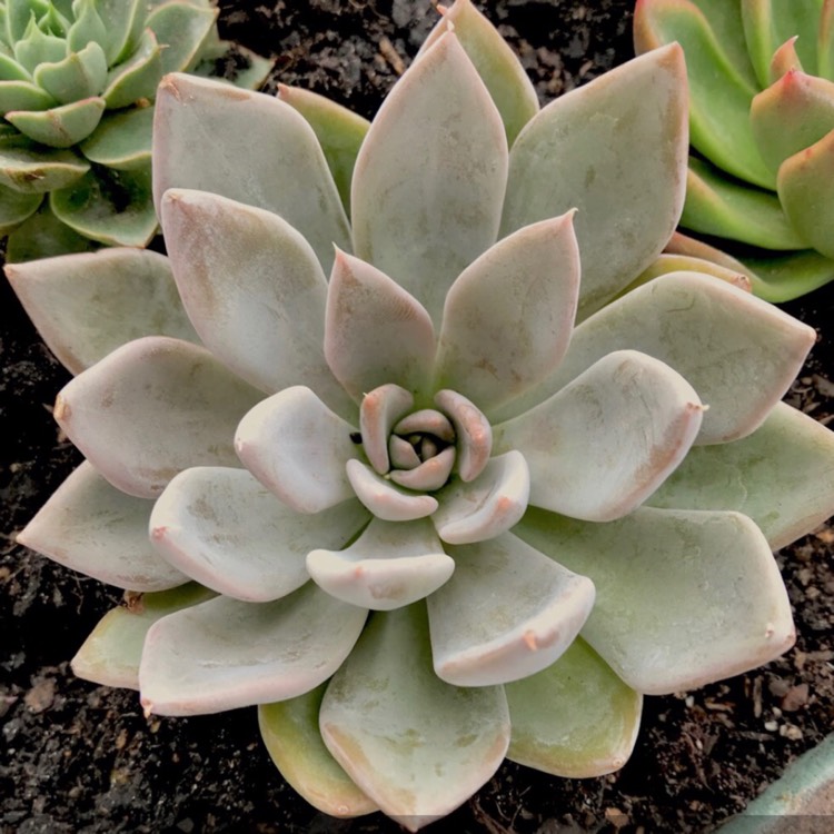 plant image 627096 plant image 627096