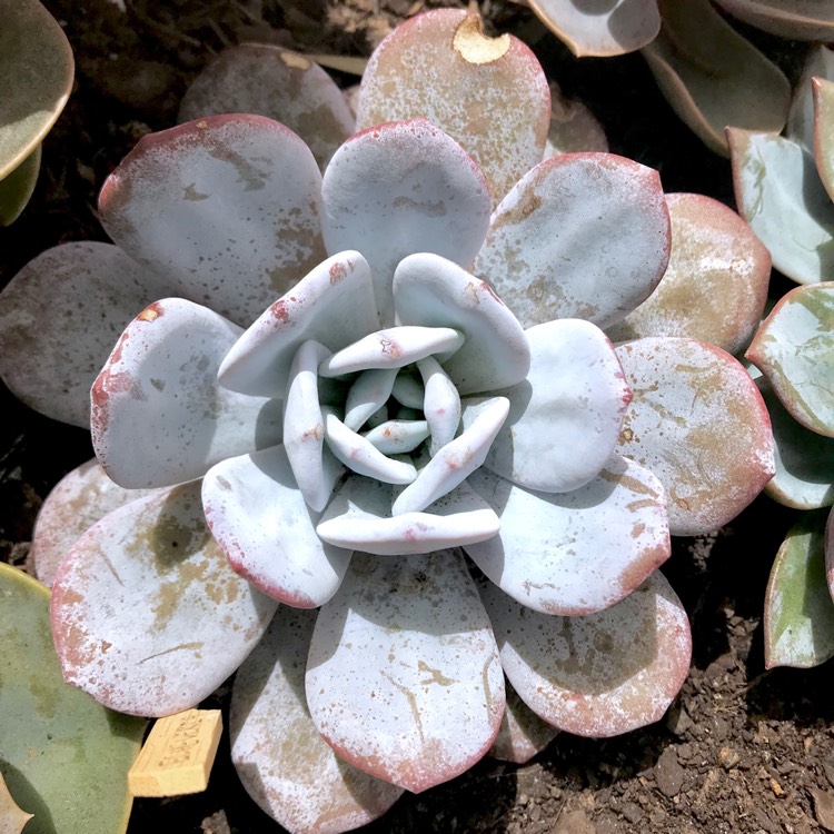 plant image 627204 plant image 627204