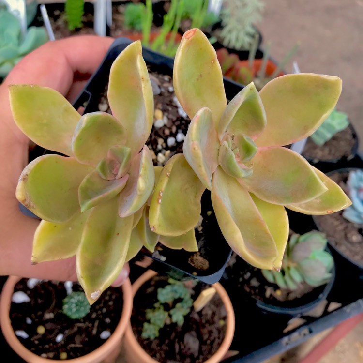 Plant image xGraptoveria Dusty