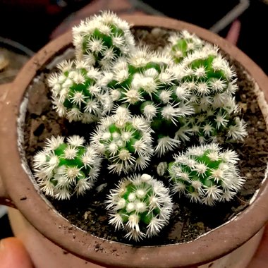 Mammillaria Vetula ssp. Gracillis