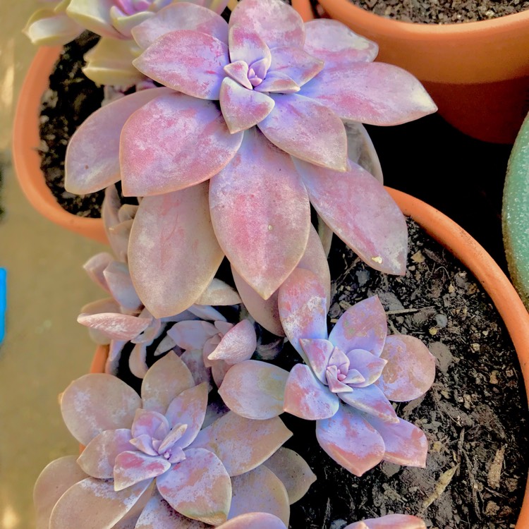 plant image 629834 plant image 629834
