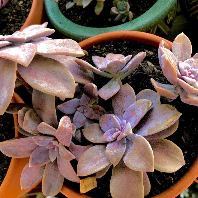 plant image 629835 plant image 629835