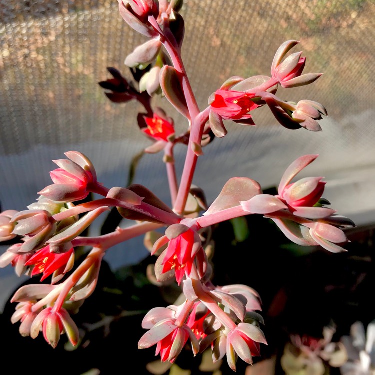 plant image 630005