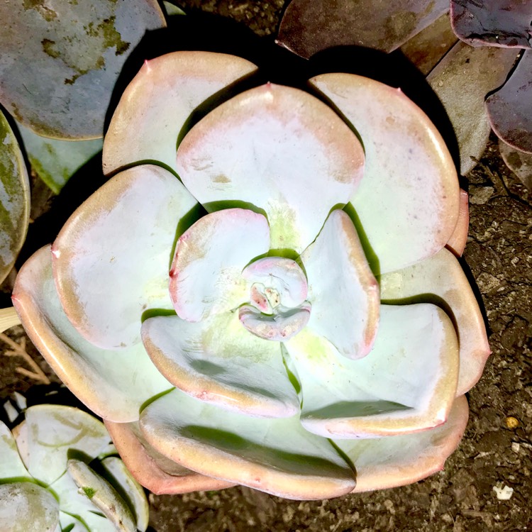 plant image 630555