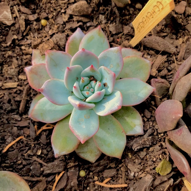 plant image 631255 plant image 631255