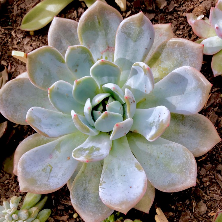 plant image 631258 plant image 631258