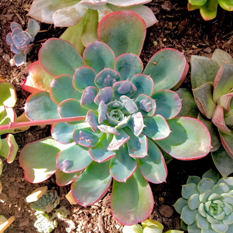 plant image 631260 plant image 631260