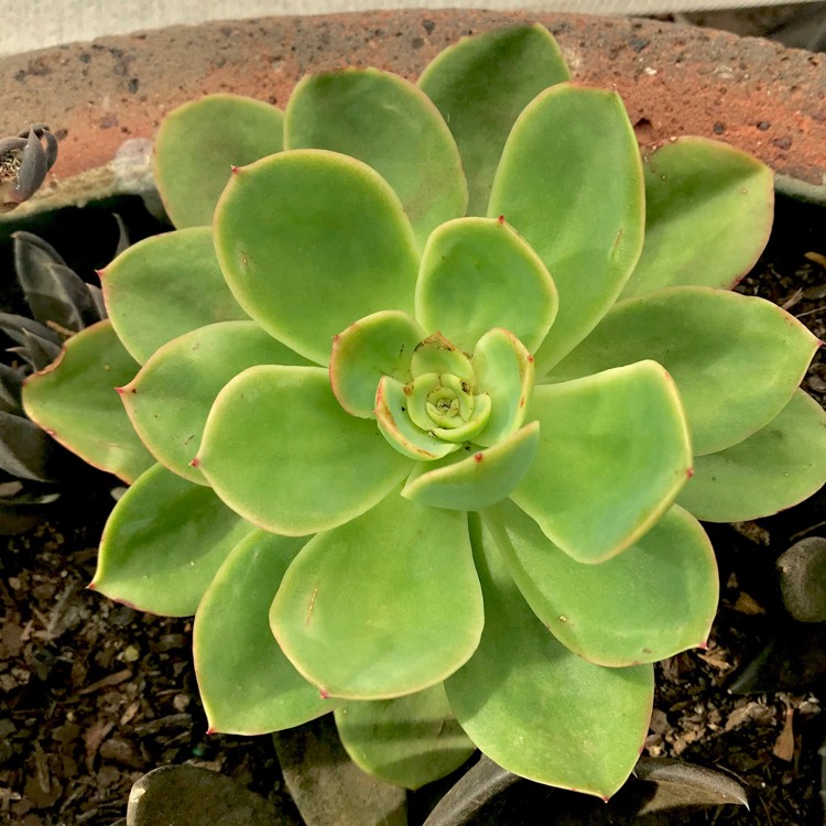 plant image 631272 plant image 631272