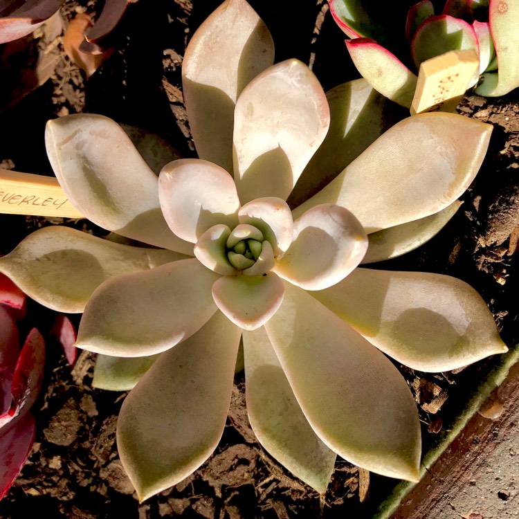 plant image 631284 plant image 631284