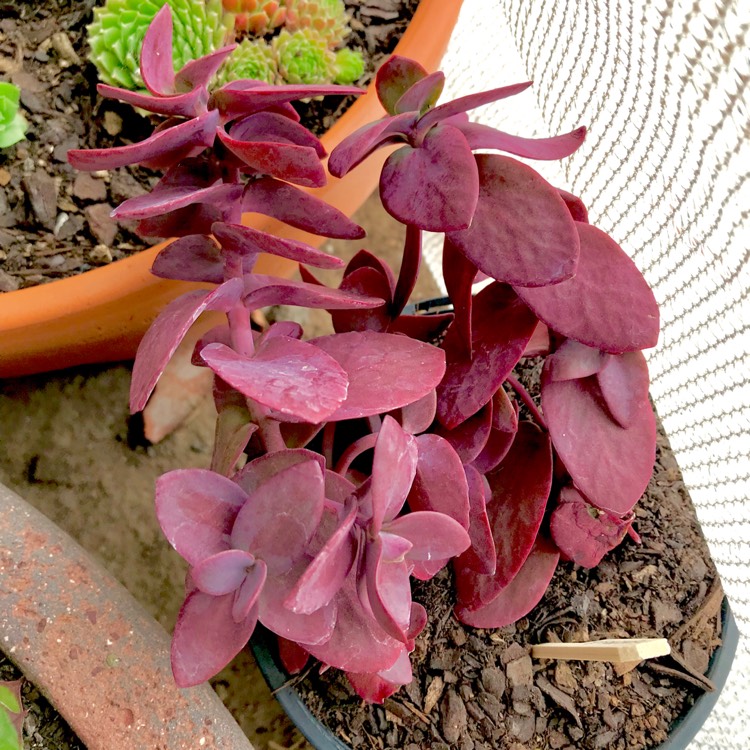 plant image 631339 plant image 631339