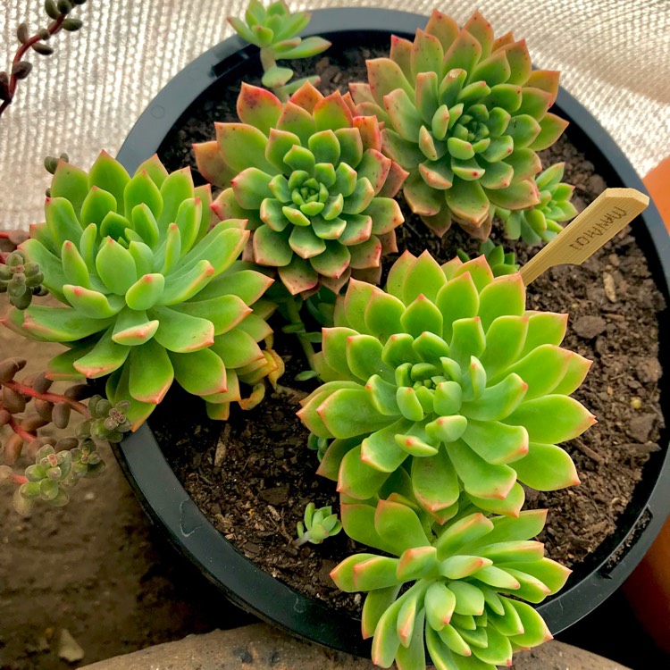 plant image 631349
