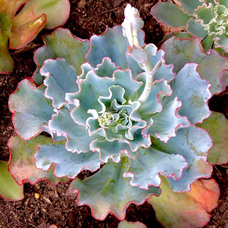 plant image 633174 plant image 633174