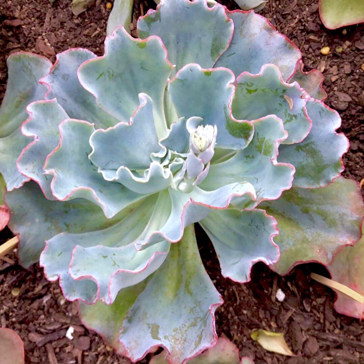 plant image 633175 plant image 633175