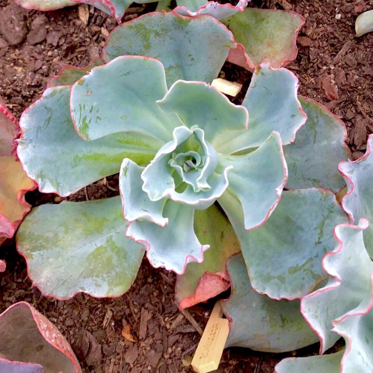 plant image 633177 plant image 633177