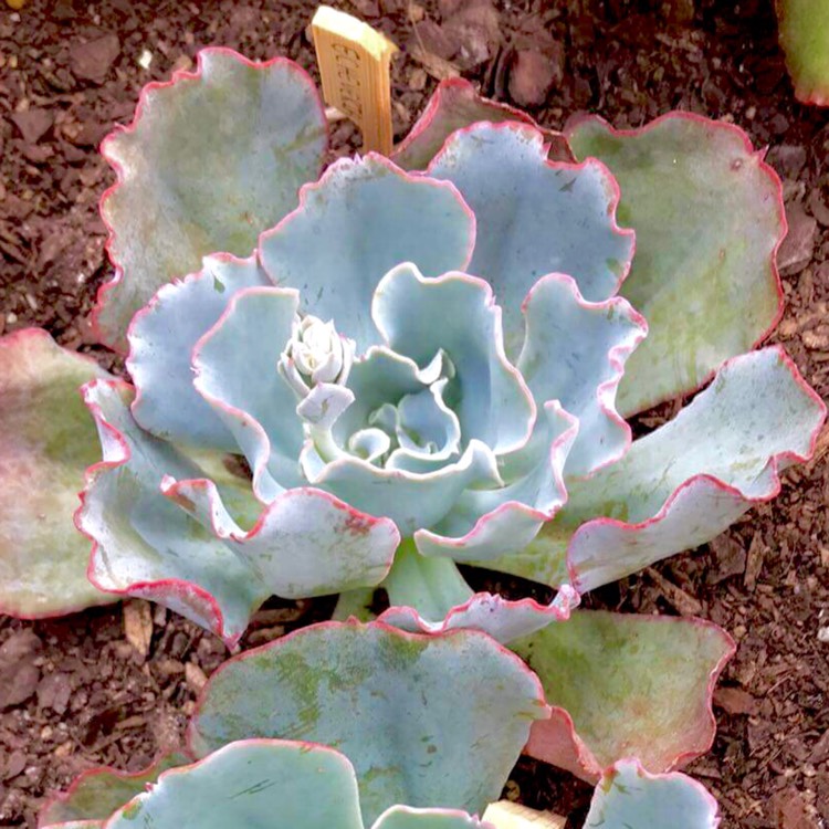 plant image 633178 plant image 633178