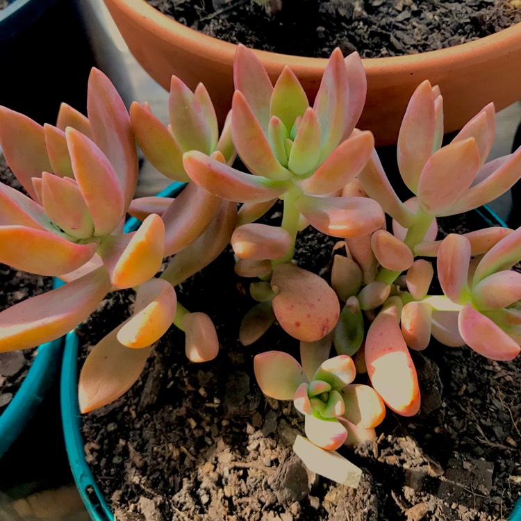 plant image 633612