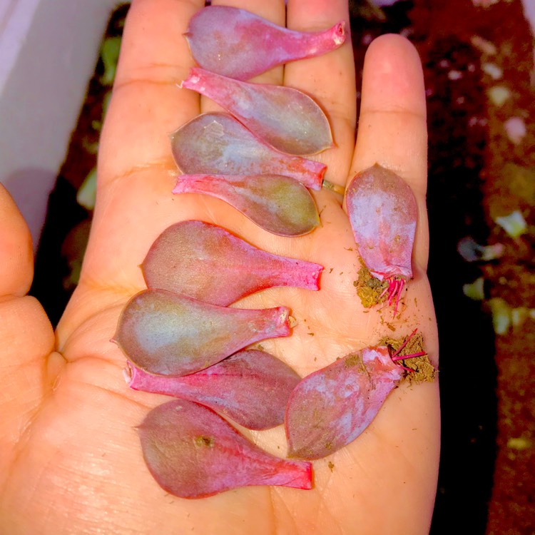 plant image 633701