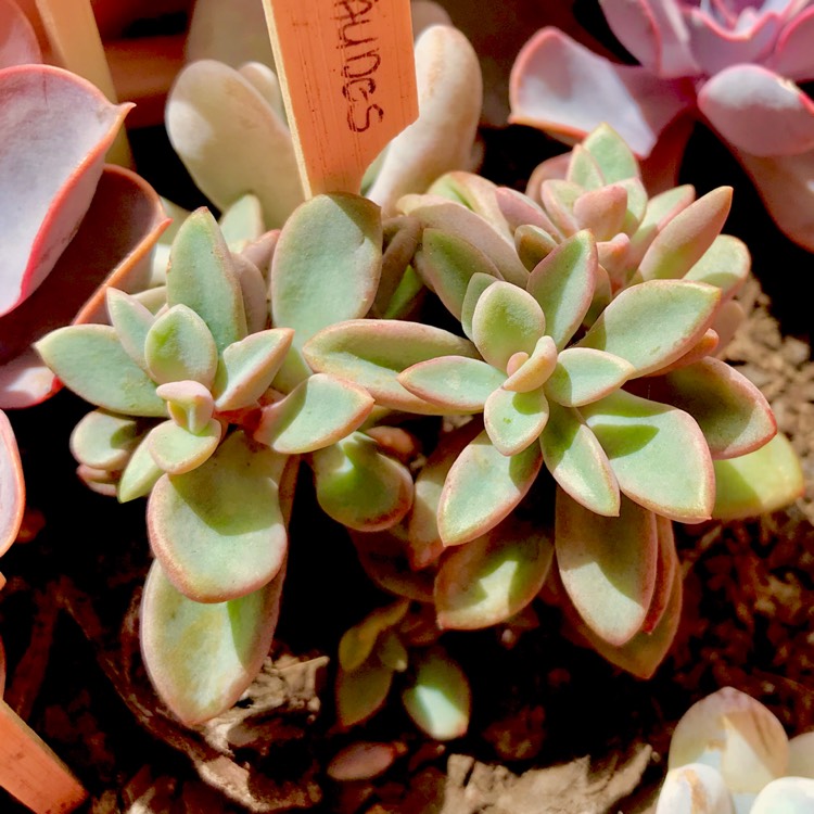 plant image 633959