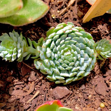 Echeveria Vincent Catto