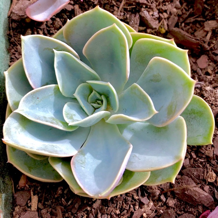 Plant image Echeveria Green Pearl