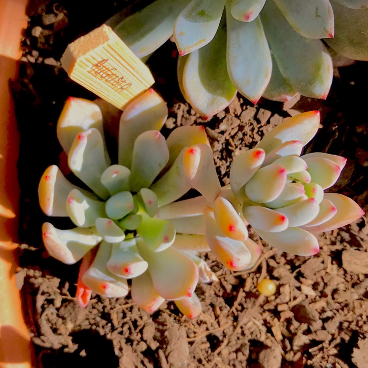 plant image 635220 plant image 635220
