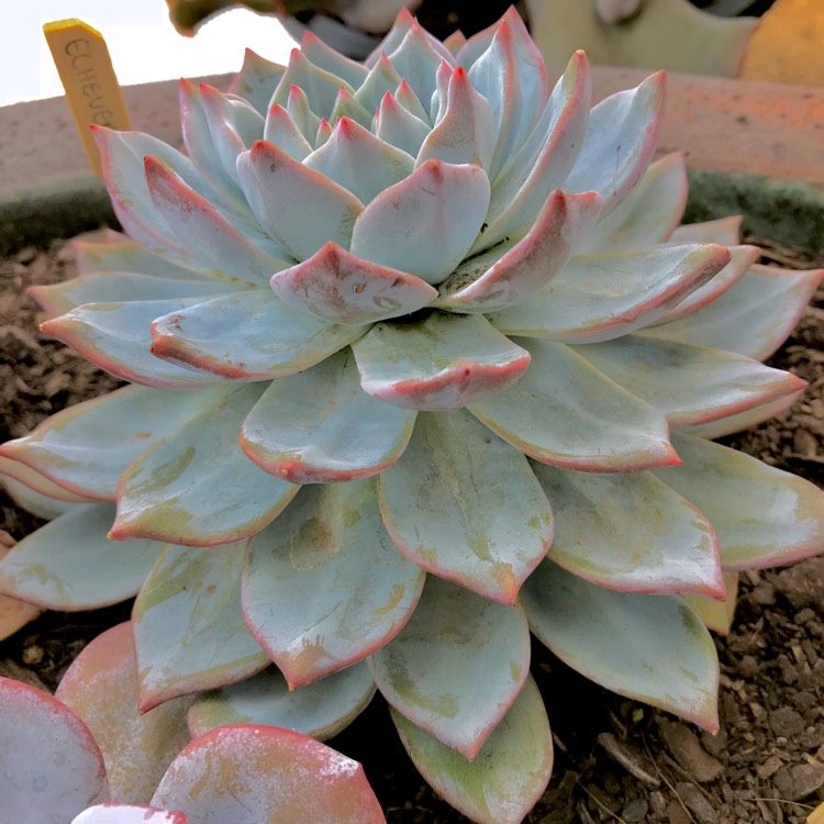 plant image 635247 plant image 635247