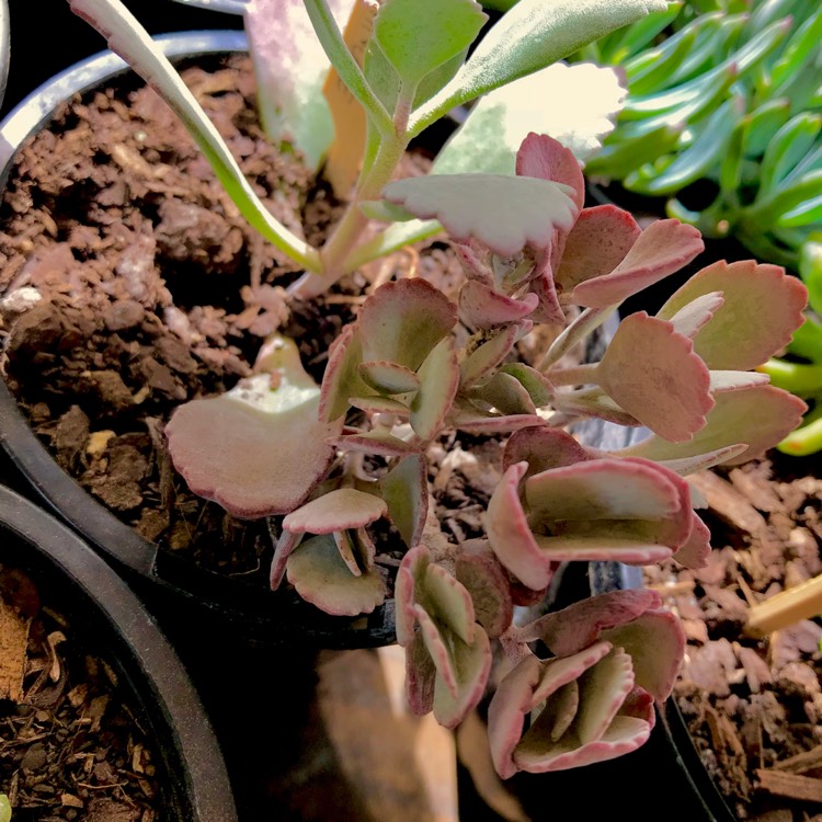 plant image 635372 plant image 635372
