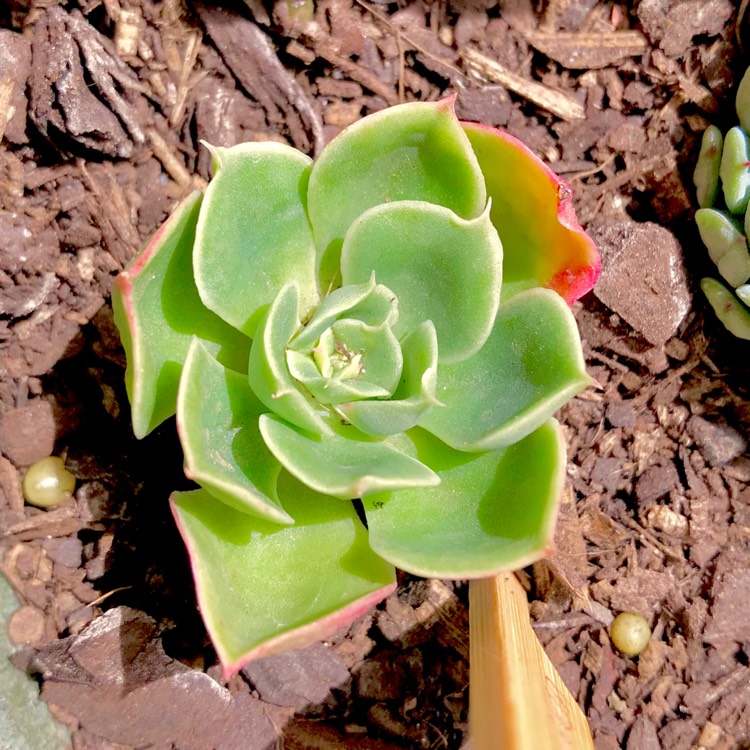 plant image 635551 plant image 635551