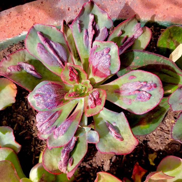 plant image 635622 plant image 635622