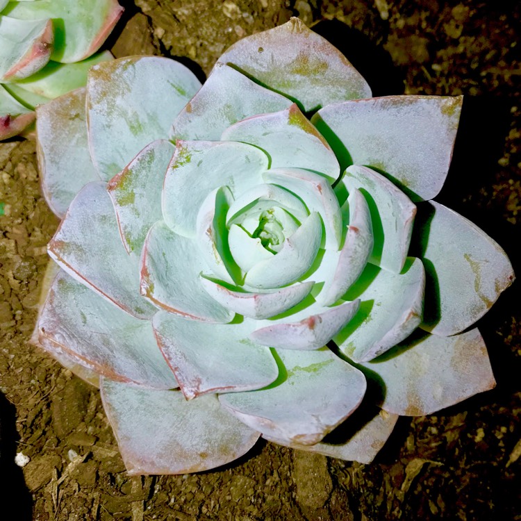 plant image 636625
