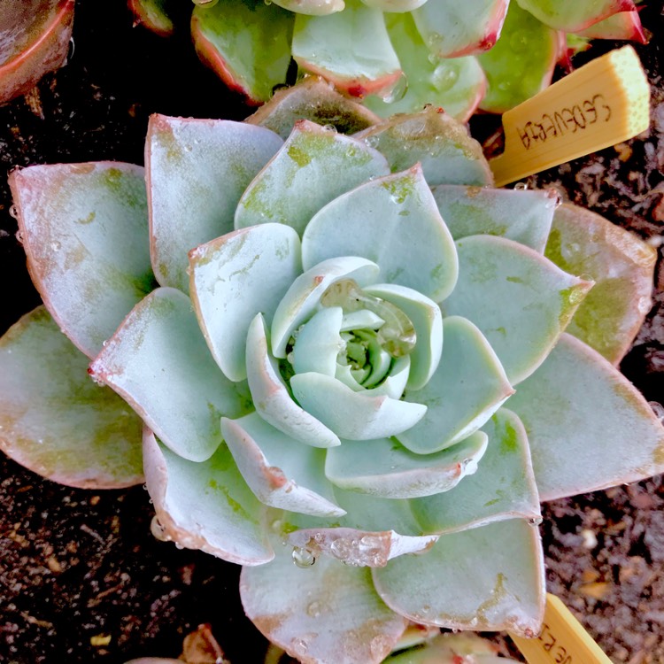 plant image 636626