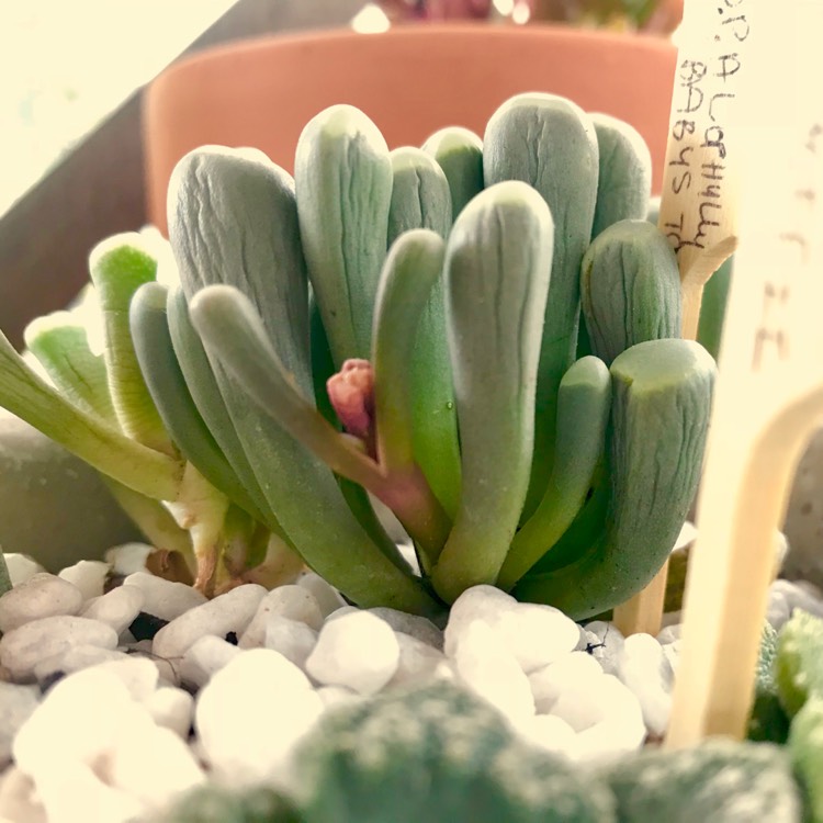 plant image 636630 plant image 636630