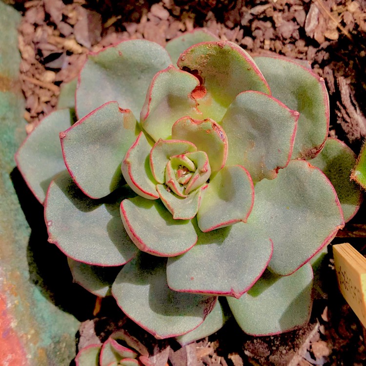 plant image 636634 plant image 636634