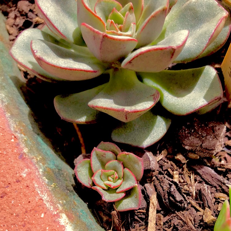 plant image 636635 plant image 636635