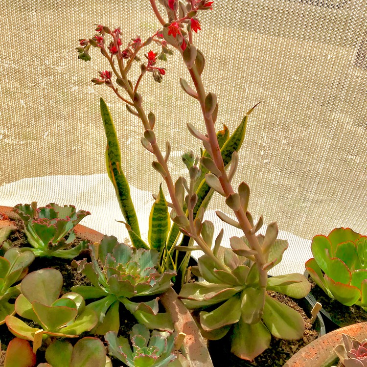 plant image 636636
