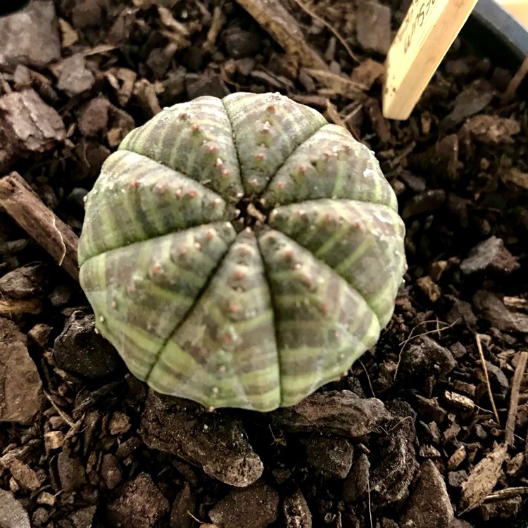 plant image 636721 plant image 636721