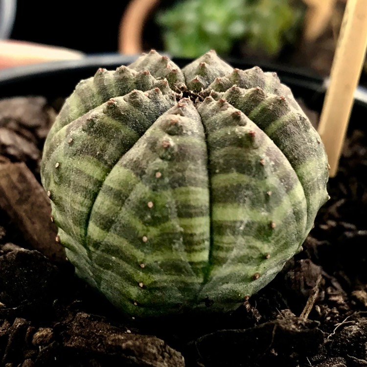 plant image 636722 plant image 636722