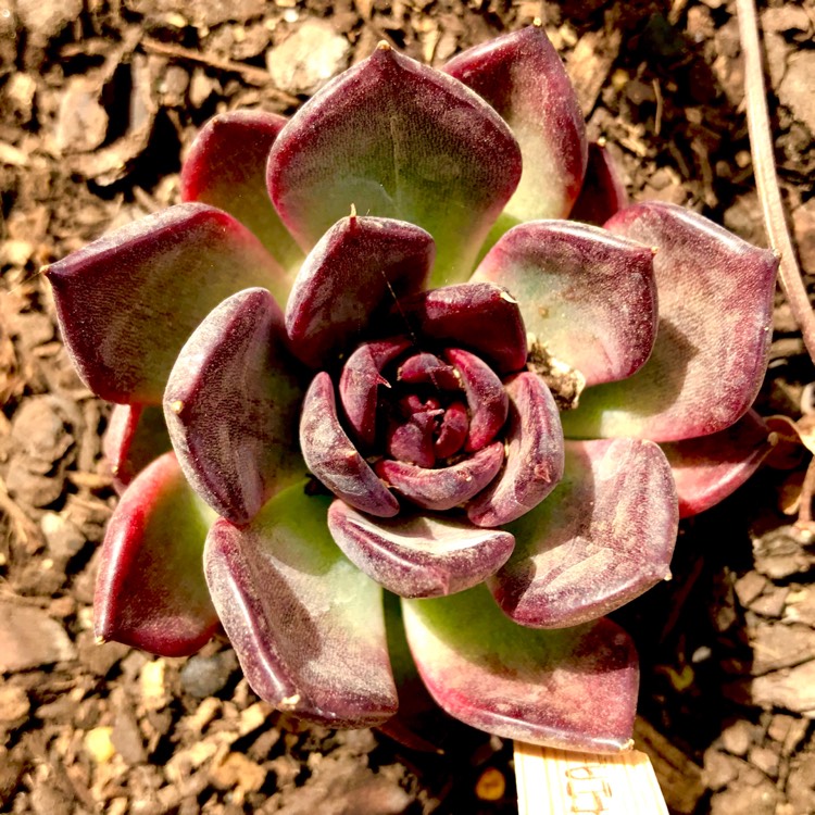 plant image 636844