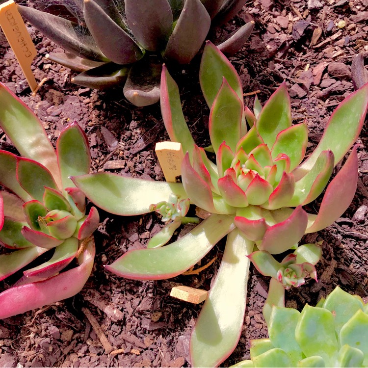 plant image 637283 plant image 637283