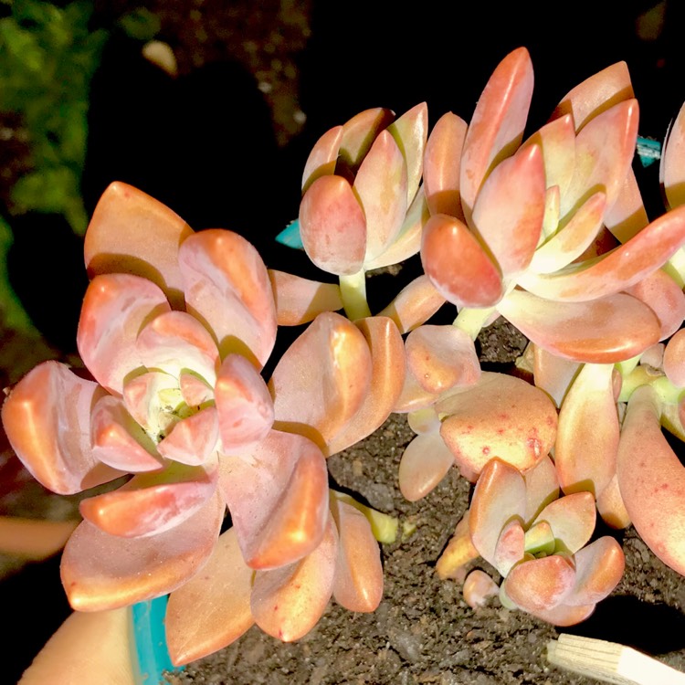 plant image 637335