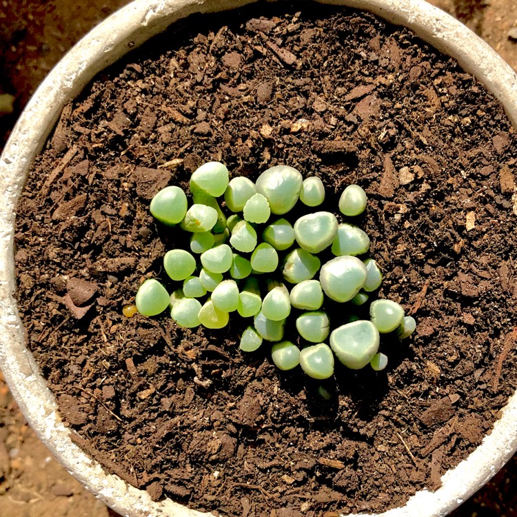 plant image 638076 plant image 638076
