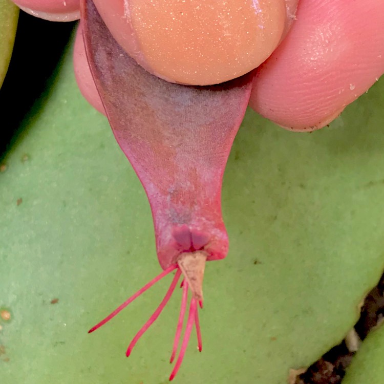 plant image 638085