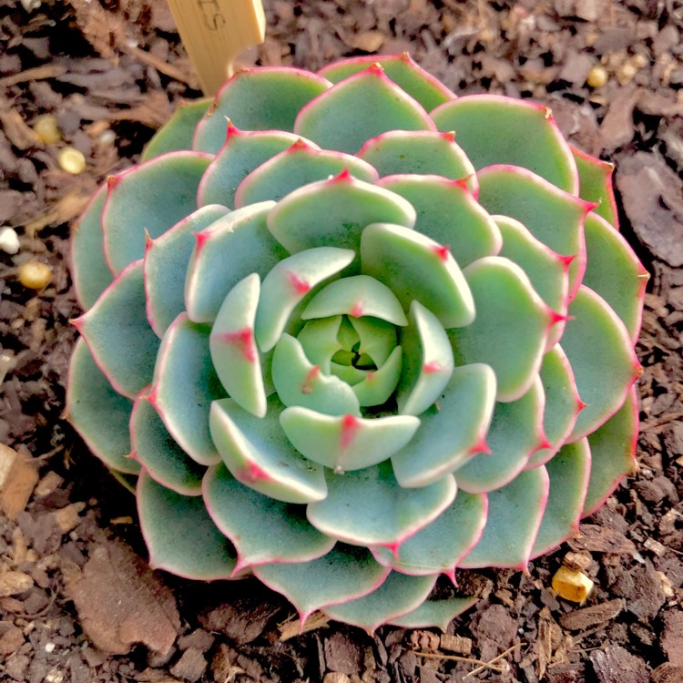 plant image 642016 plant image 642016