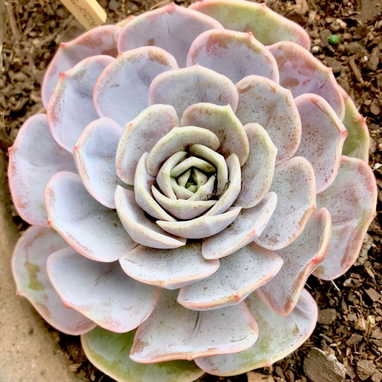 plant image 642058 plant image 642058