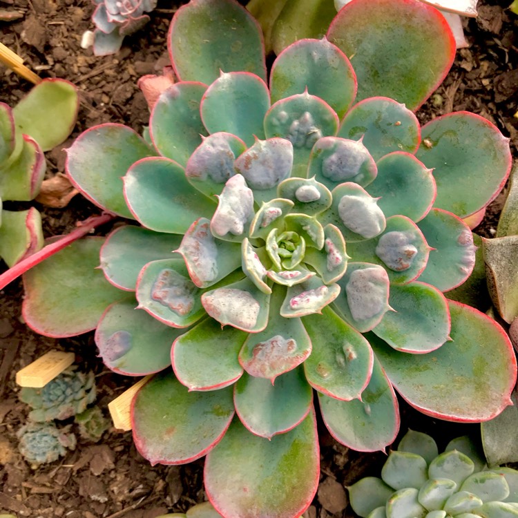 plant image 642192 plant image 642192