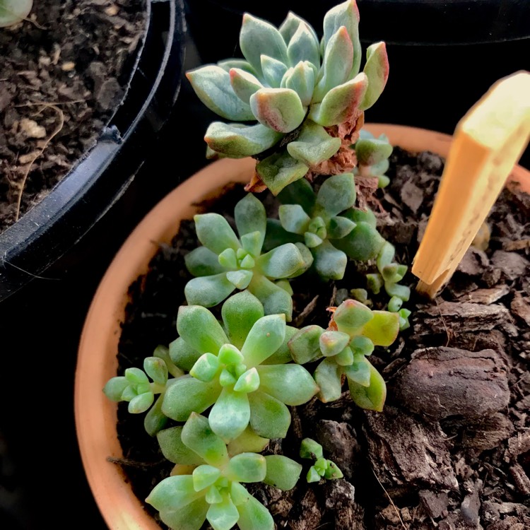 Plant image Echeveria Subcorymbosa Lau 30