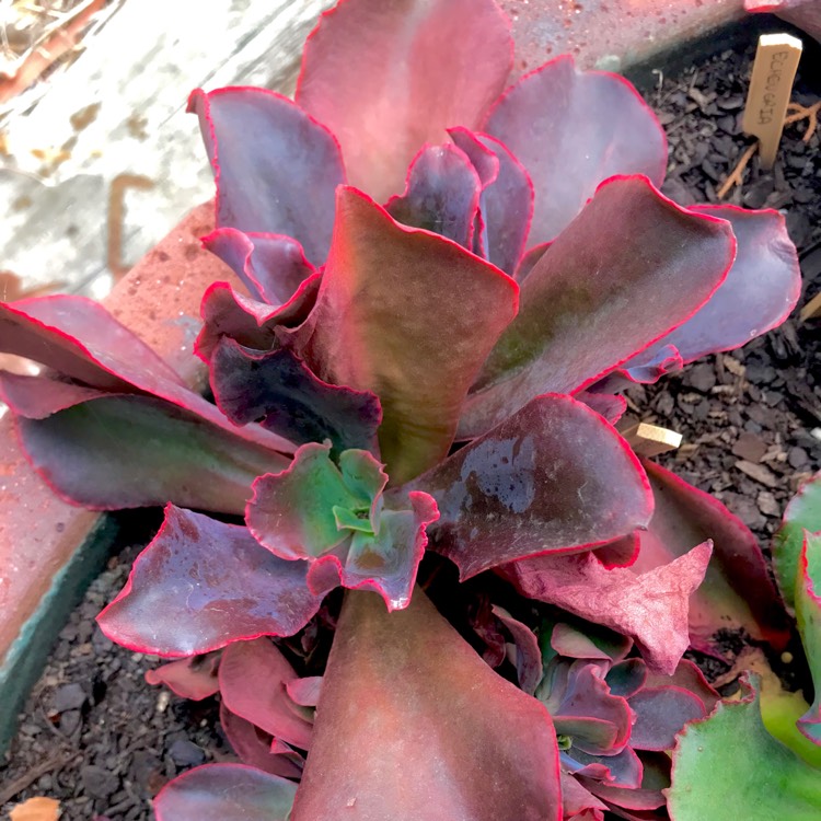 plant image 642473