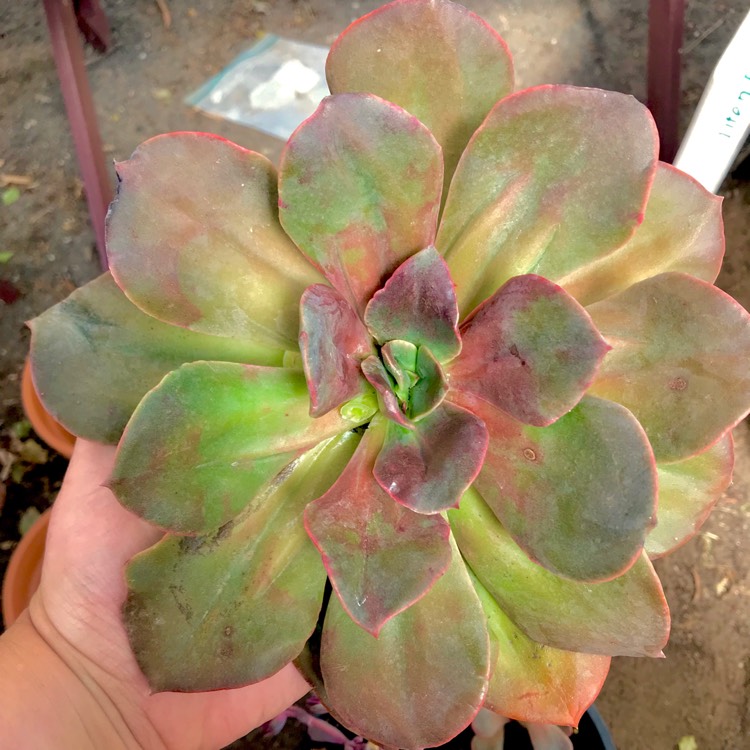 plant image 642810