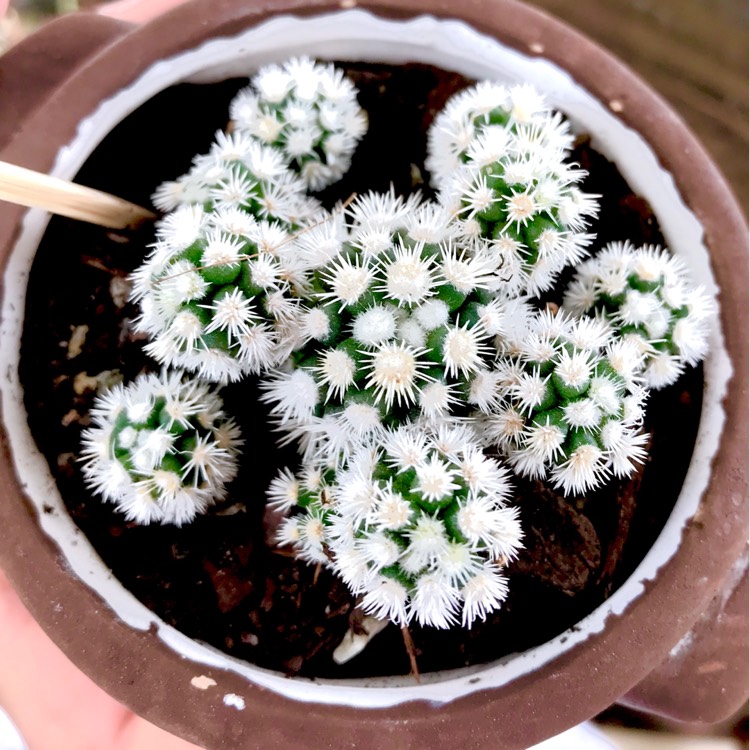 plant image 643328
