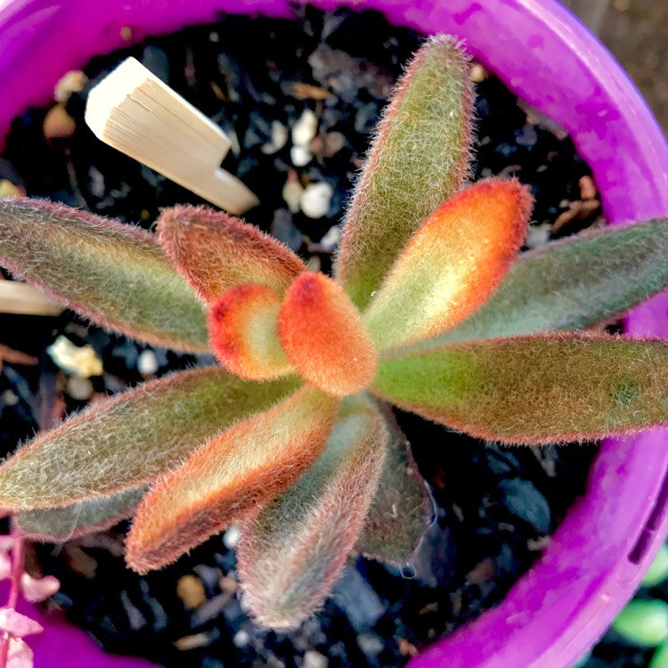 plant image 643333